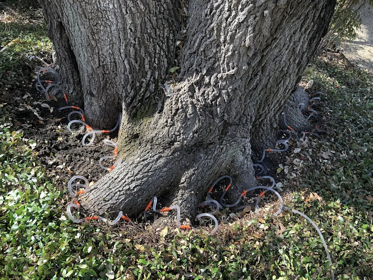 Detailed Tree Cabling and Bracing job site in Yatesville