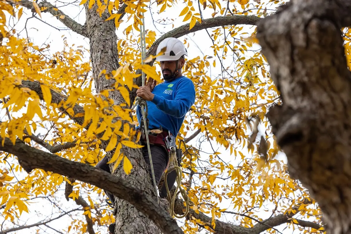 Skilled Tree Pruning crew working in Yatesville